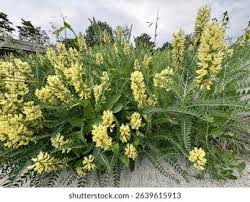 Attēlu rezultāti vaicājumam “Astragalus arenarius leaf”