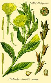 Image result for Oenothera biennis