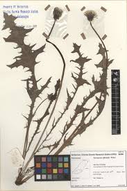 Attēlu rezultāti vaicājumam “Taraxacum officinale aggr.”