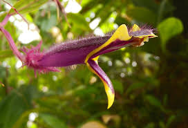 Attēlu rezultāti vaicājumam “Colloderma sp.”