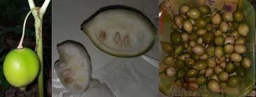 Attēlu rezultāti vaicājumam “Podophyllum hexandrum fruit”