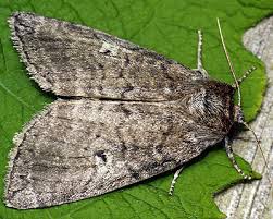 Attēlu rezultāti vaicājumam “Tethea or”