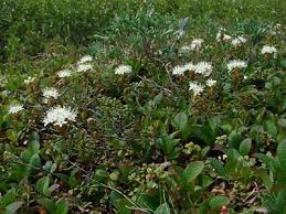 Attēlu rezultāti vaicājumam “Ledum palustre flower”