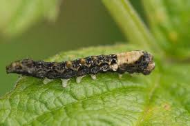 Attēlu rezultāti vaicājumam “Thyatira batis larva”