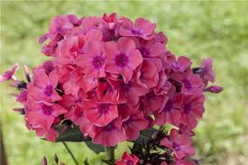 Image result for Phlox (großblumig)