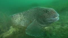 Image result for Anarhichas minor