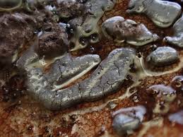 Attēlu rezultāti vaicājumam “Didymium serpula”