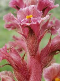 Attēlu rezultāti vaicājumam “Orobanche elatior flower”
