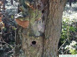 Attēlu rezultāti vaicājumam “Phellinus robustus”