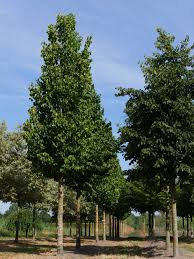 Attēlu rezultāti vaicājumam “Corylus colurna”