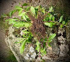 Attēlu rezultāti vaicājumam “Pilosella aurantiaca”