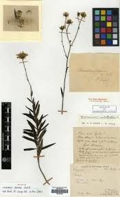 Attēlu rezultāti vaicājumam “Hieracium umbellatum”