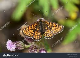 Attēlu rezultāti vaicājumam “Mellicta athalia underside”