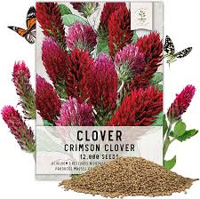 Image result for Trifolium incarnatum