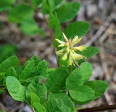 Attēlu rezultāti vaicājumam “Astragalus glycyphyllos flower”