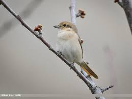 Image result for Lanius isabellinus