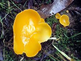 Attēlu rezultāti vaicājumam “Aleuria aurantia”