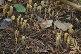 Attēlu rezultāti vaicājumam “Clavariadelphus ligula”