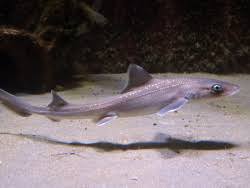Image result for Mustelus asterias