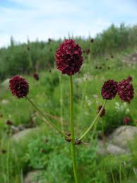 Image result for Sanguisorba officinalis