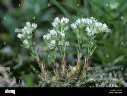 Attēlu rezultāti vaicājumam “Scleranthus perennis flower”