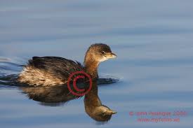 Image result for Podilymbus podiceps