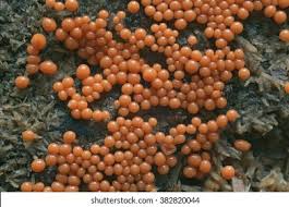 Attēlu rezultāti vaicājumam “Trichia botrytis”