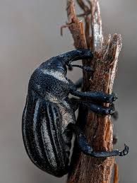 Attēlu rezultāti vaicājumam “Alleculidae”