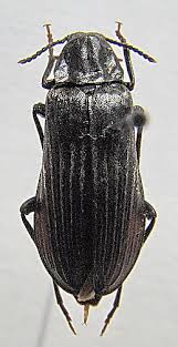 Attēlu rezultāti vaicājumam “Melandrya dubia”