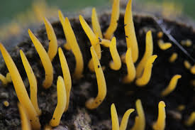 Attēlu rezultāti vaicājumam “Calocera cornea”