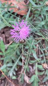 Attēlu rezultāti vaicājumam “Centaurea stoebe leaf”