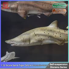 Image result for Carcharias taurus