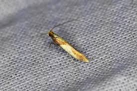 Attēlu rezultāti vaicājumam “Caloptilia alchimiella”