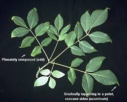 Attēlu rezultāti vaicājumam “Phellodendron amurense bud”