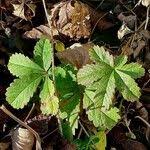 Attēlu rezultāti vaicājumam “Potentilla reptans bud”