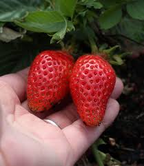 Attēlu rezultāti vaicājumam “Fragaria x ananassa fruit”