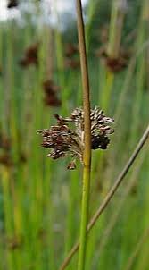 Attēlu rezultāti vaicājumam “Juncus effusus fruit”