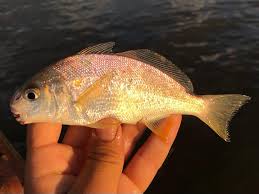 Image result for Leiostomus xanthurus