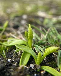 Attēlu rezultāti vaicājumam “Grimmia pulvinata sporophyte”