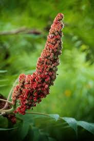 Attēlu rezultāti vaicājumam “Rhus typhina flower”