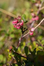 Attēlu rezultāti vaicājumam “Vaccinium uliginosum flower”