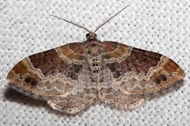 Attēlu rezultāti vaicājumam “Xanthorhoe spadicearia”