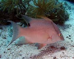 Image result for Lachnolaimus maximus