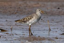 Attēlu rezultāti vaicājumam “Tringa glareola”