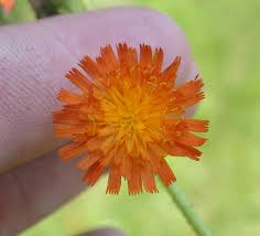 Image result for Hieracium aurantiacum