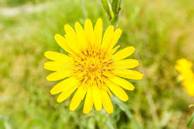 Attēlu rezultāti vaicājumam “Tragopogon pratensis subsp. pratensis flower”