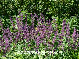 Attēlu rezultāti vaicājumam “Salvia verticillata”