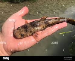 Image result for Pylodictis olivaris