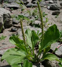 Attēlu rezultāti vaicājumam “Plantago major subsp. intermedia leaf”