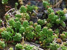 Attēlu rezultāti vaicājumam “Sedum album bud”